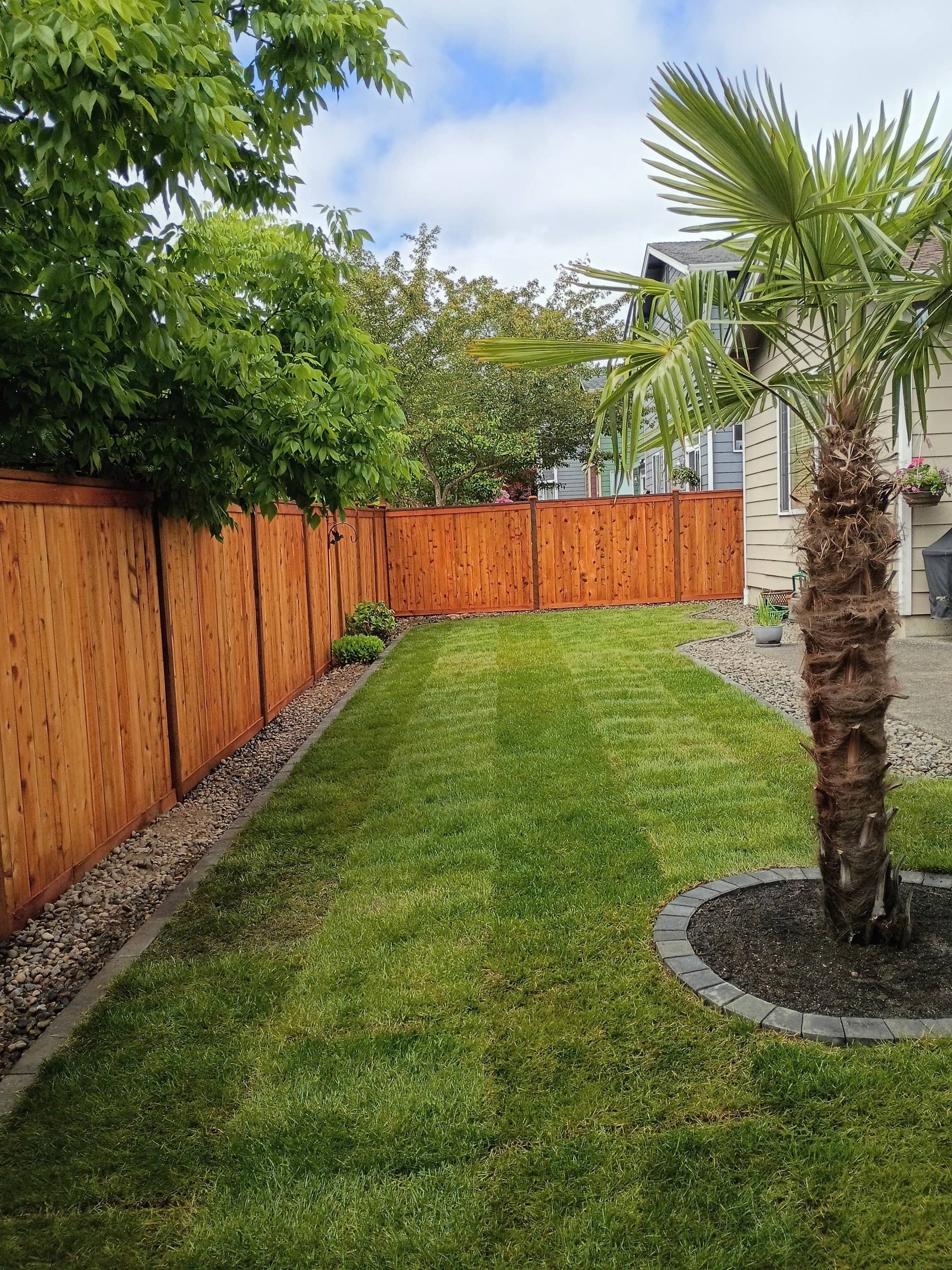 Backyard natural sod with stripes around palm, cedar fence